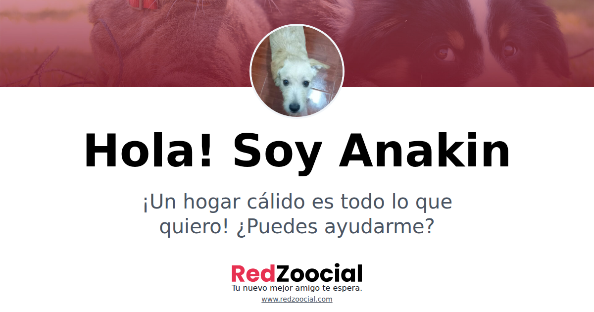 Adopta a Anakin: Dale un Hogar a este Encantador Amiguito
