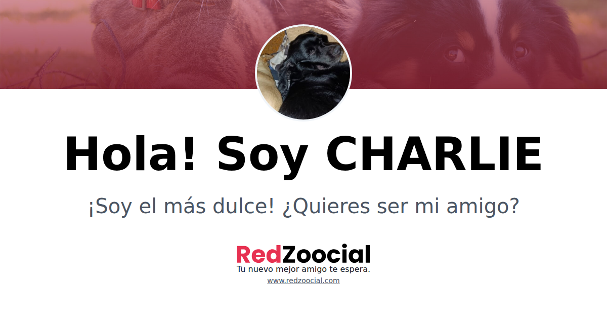 Adopta a CHARLIE: Dale un Hogar a este Encantador Amiguito