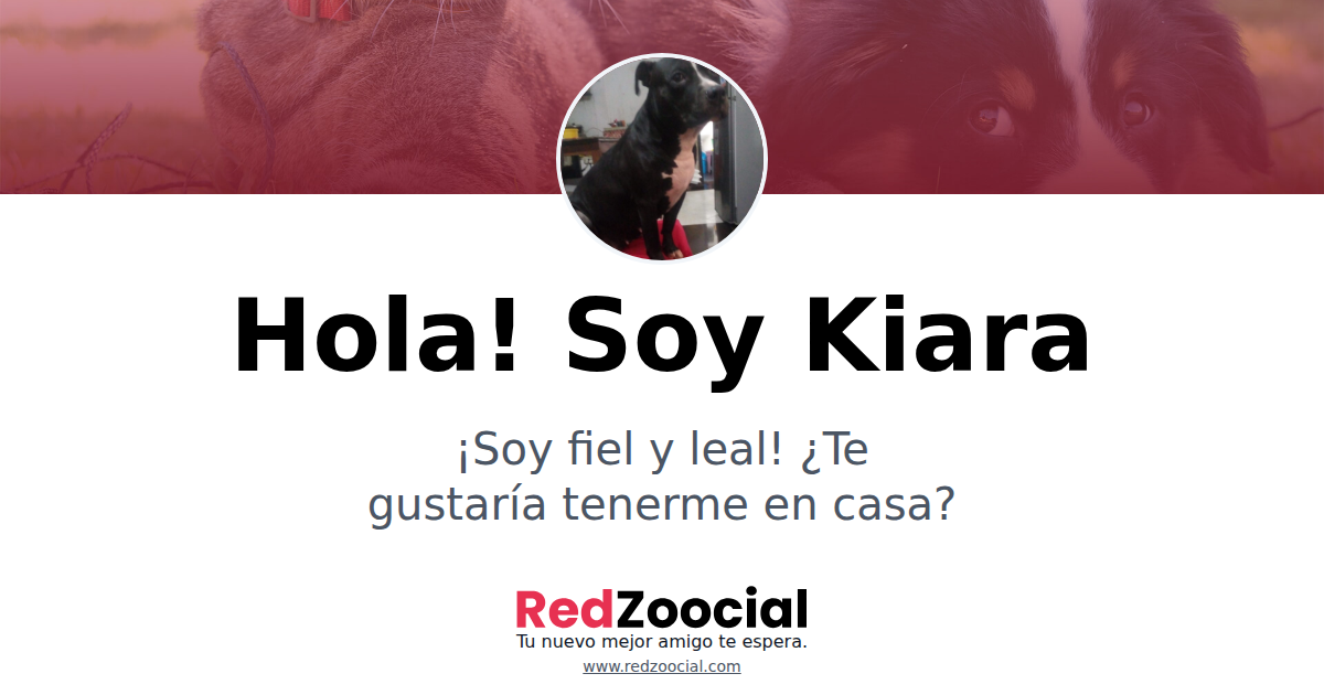 Adopta a Kiara: Dale un Hogar a este Encantador Amiguito