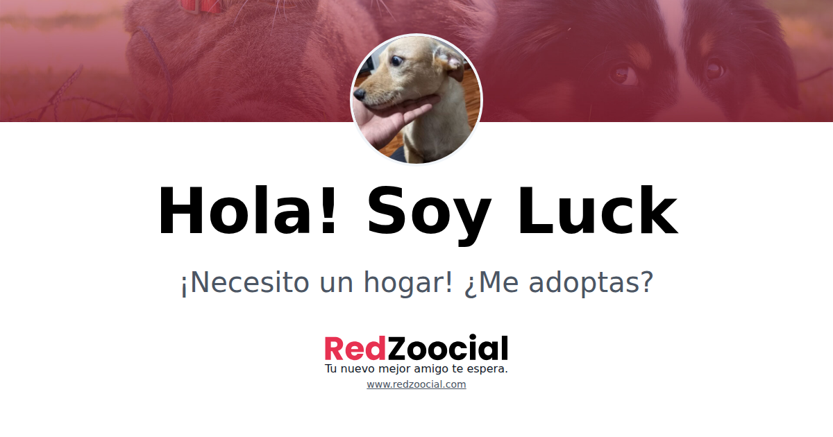 Adopta a Luck: Dale un Hogar a este Encantador Amiguito