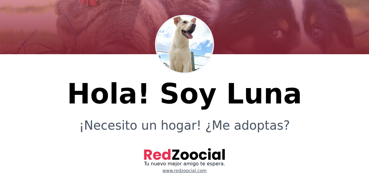 Adopta a Luna: Dale un Hogar a este Encantador Amiguito