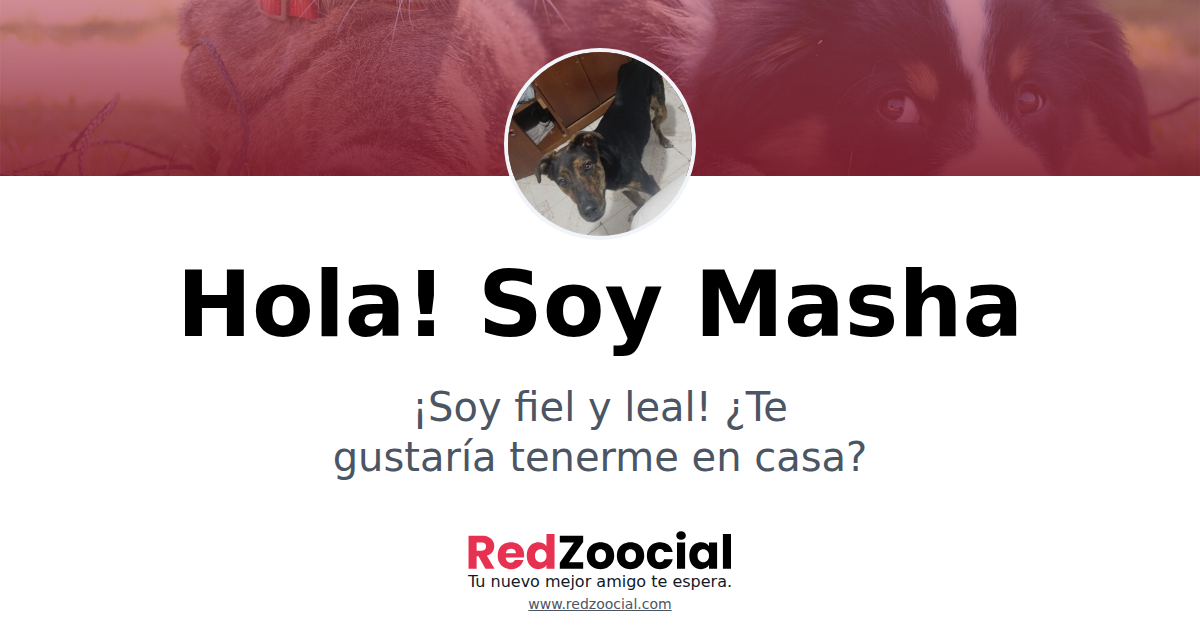 Adopta a Masha: Dale un Hogar a este Encantador Amiguito