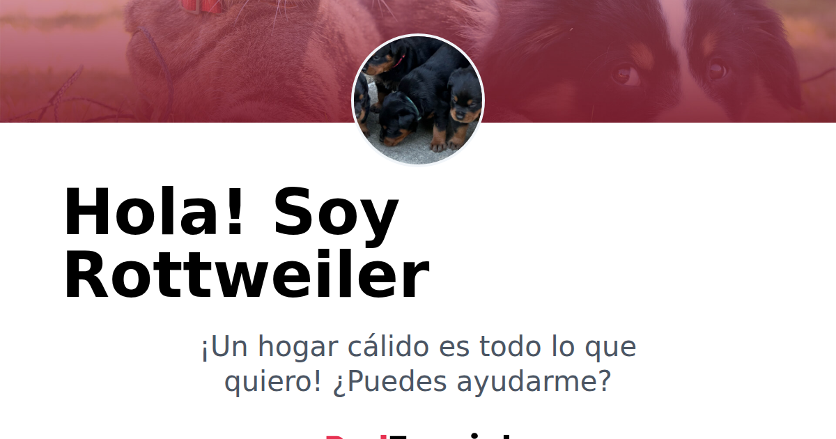 Adopta a Rottweiler: Dale un Hogar a este Encantador Amiguito