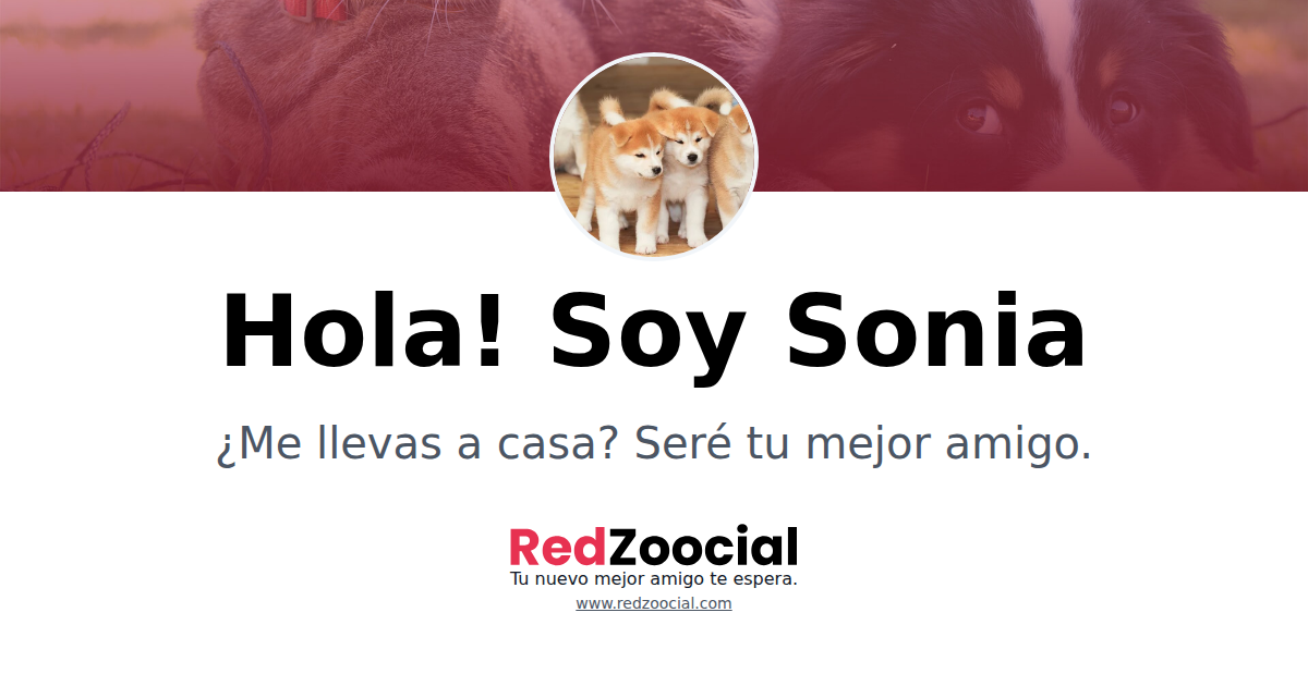 Adopta a Sonia: Dale un Hogar a este Encantador Amiguito