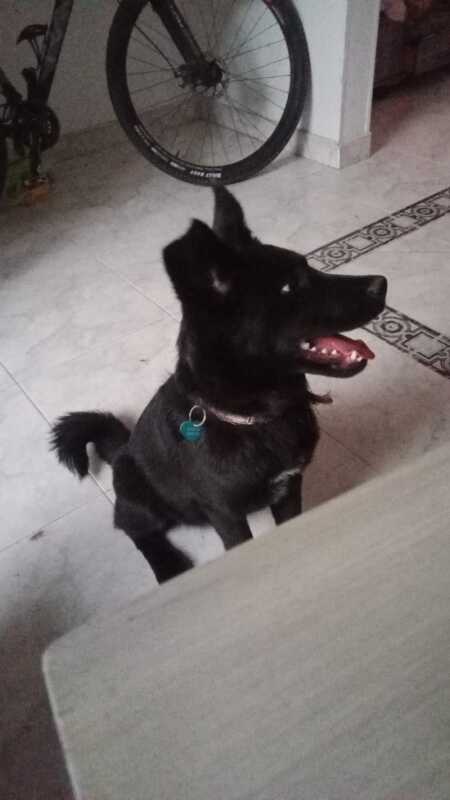 Akira