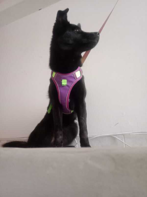 Akira