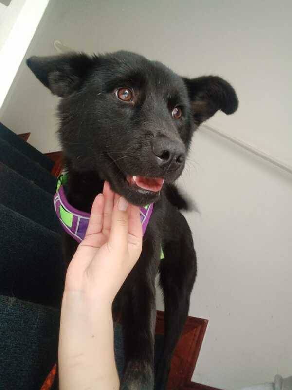 Akira