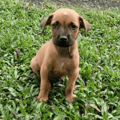 Cachorrito Rescatado