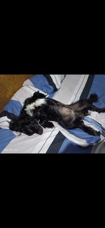 CHARLIE