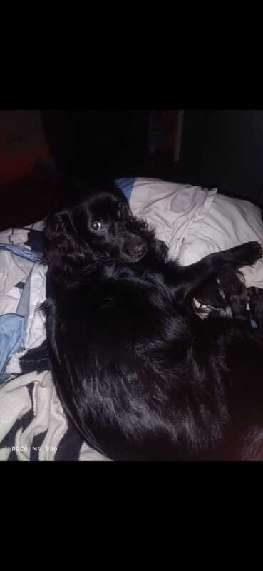 CHARLIE