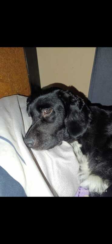 CHARLIE