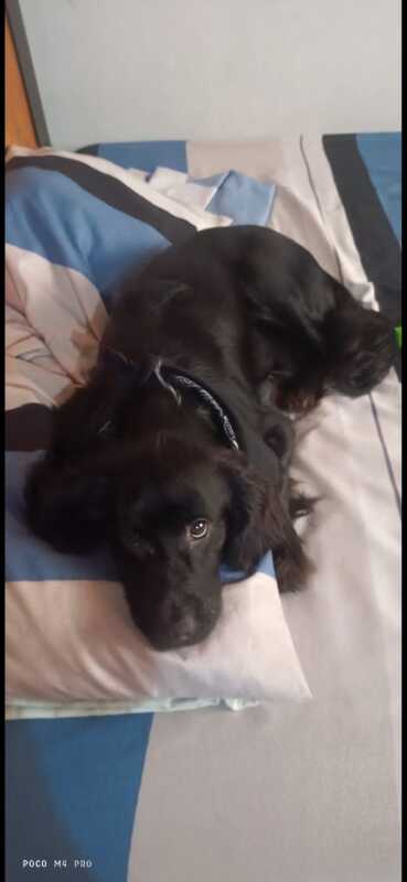 CHARLIE