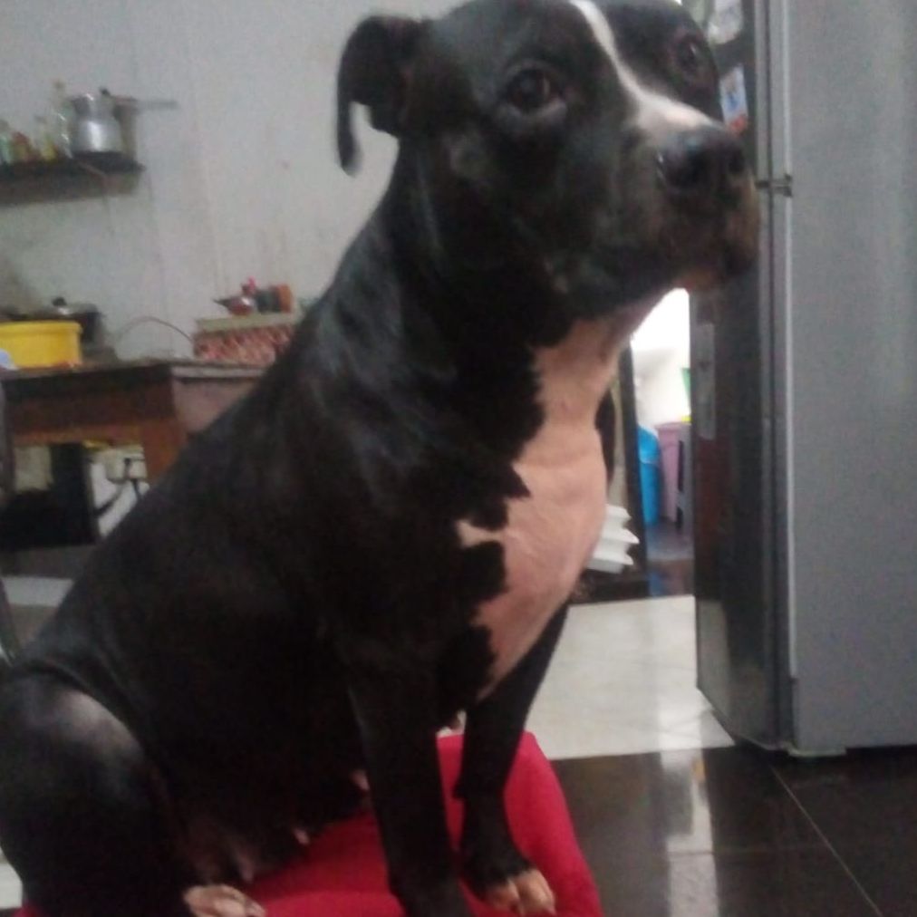 Kiara