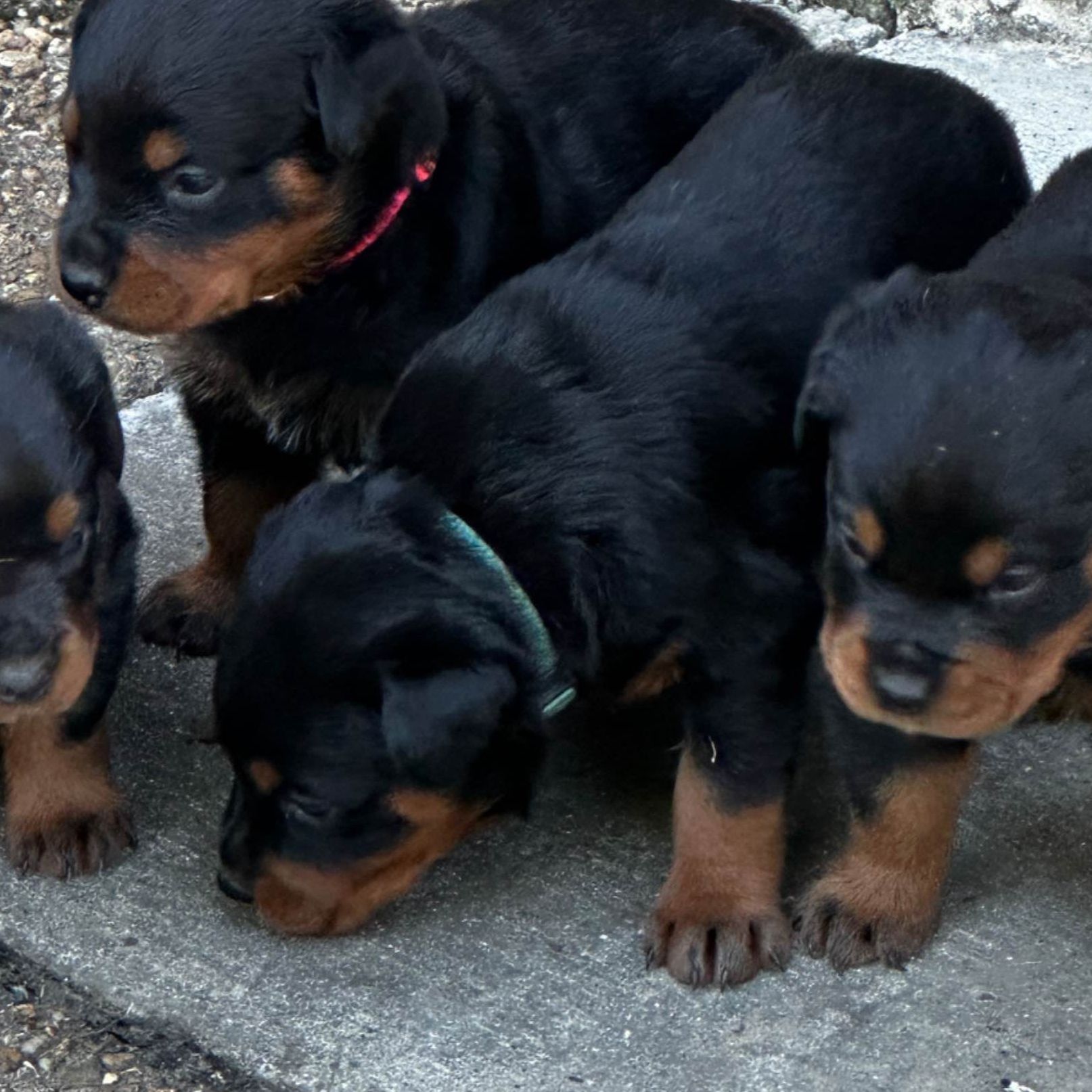 Rottweiler