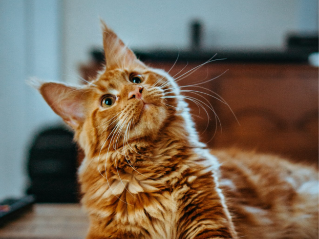 Cómo hacer que la arena de tu gato dure más tiempo