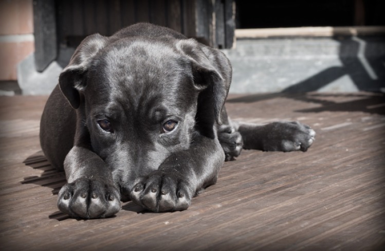 Devuelven a Coco: necesita amor urgente