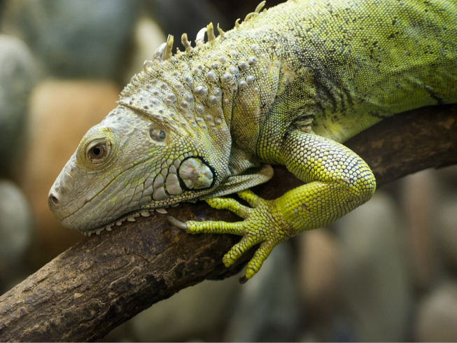 Lo que debes saber antes de adoptar una iguana: cuidados esenciales