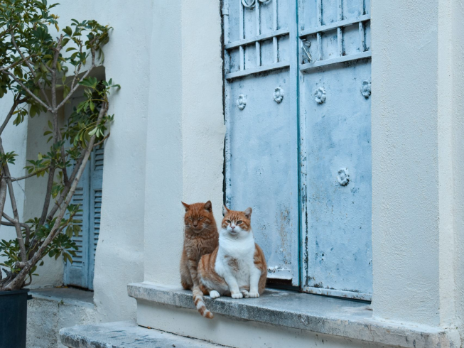 ¿Son los gatos o las gatas más fieles?