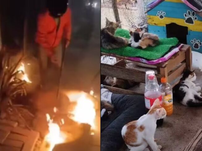 Incendio en refugio de gatos en Cartagena