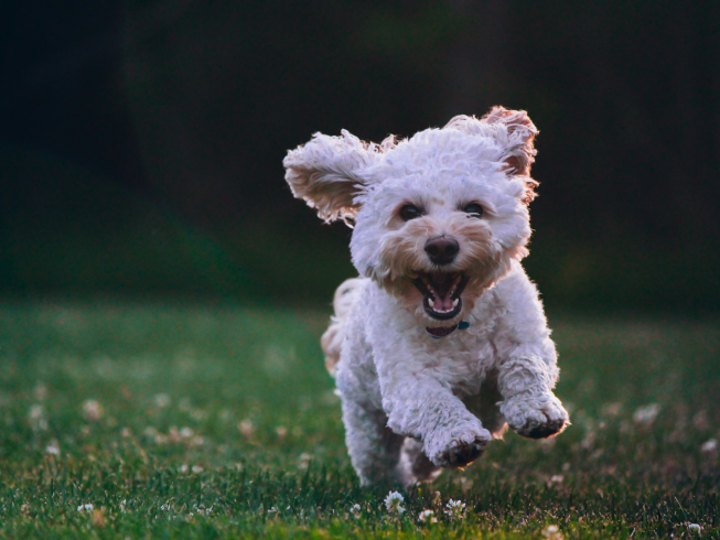 Trucos sencillos que puedes enseñar a tu perro en casa