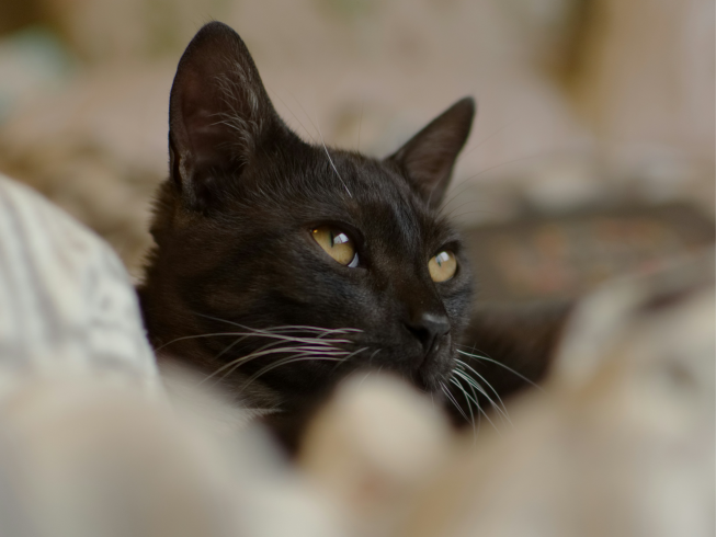 Mitos y realidades de los gatos negros: más allá de la superstición