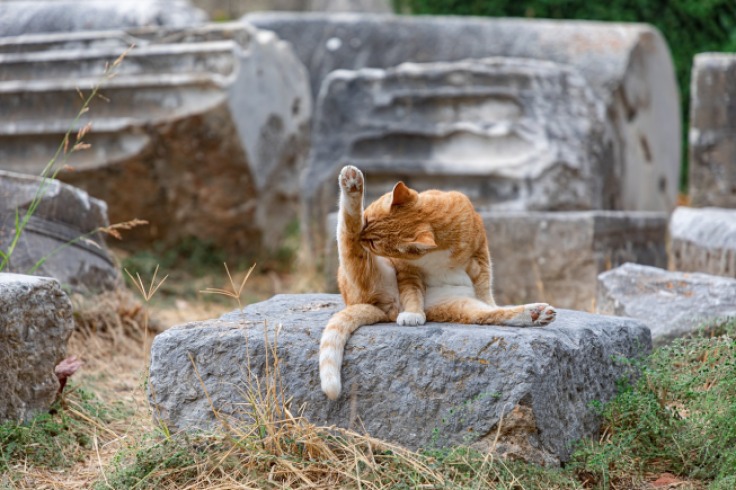¿Por qué los gatos se pelean después de lamerse cariñosamente? Las razones detrás del comportamiento felino