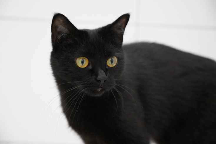 Cómo y cuándo los gatos negros comienzan a mostrar canas