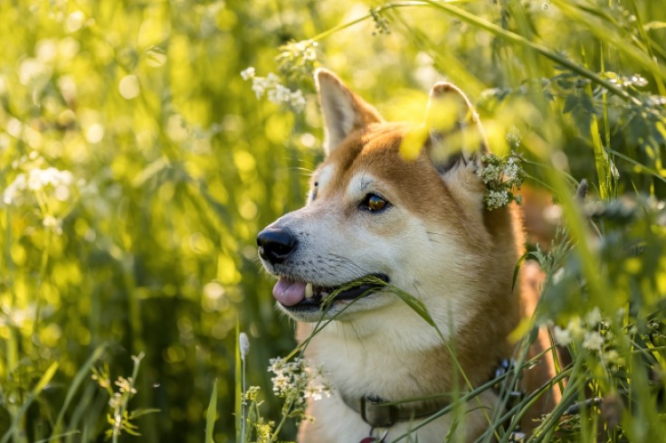 Un adiós digno al perro Kuma: una despedida llena de amor