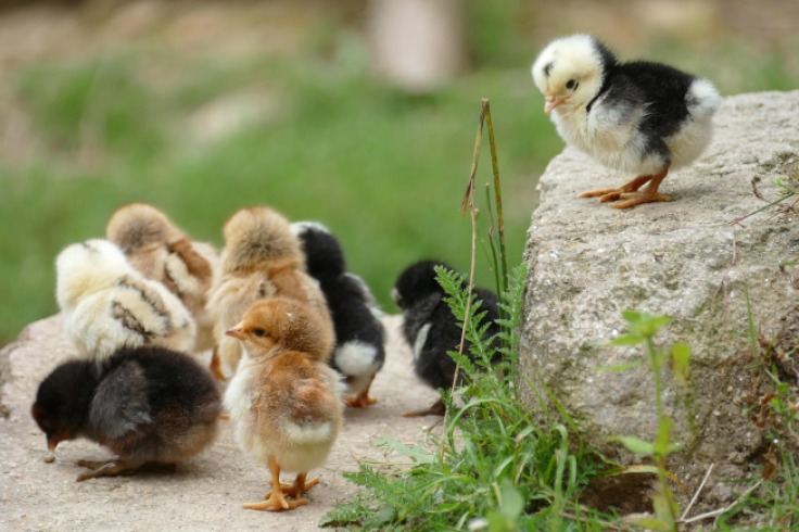 ¿Cómo saber si tu gallina ha entrado en la vejez? Señales y cuidados