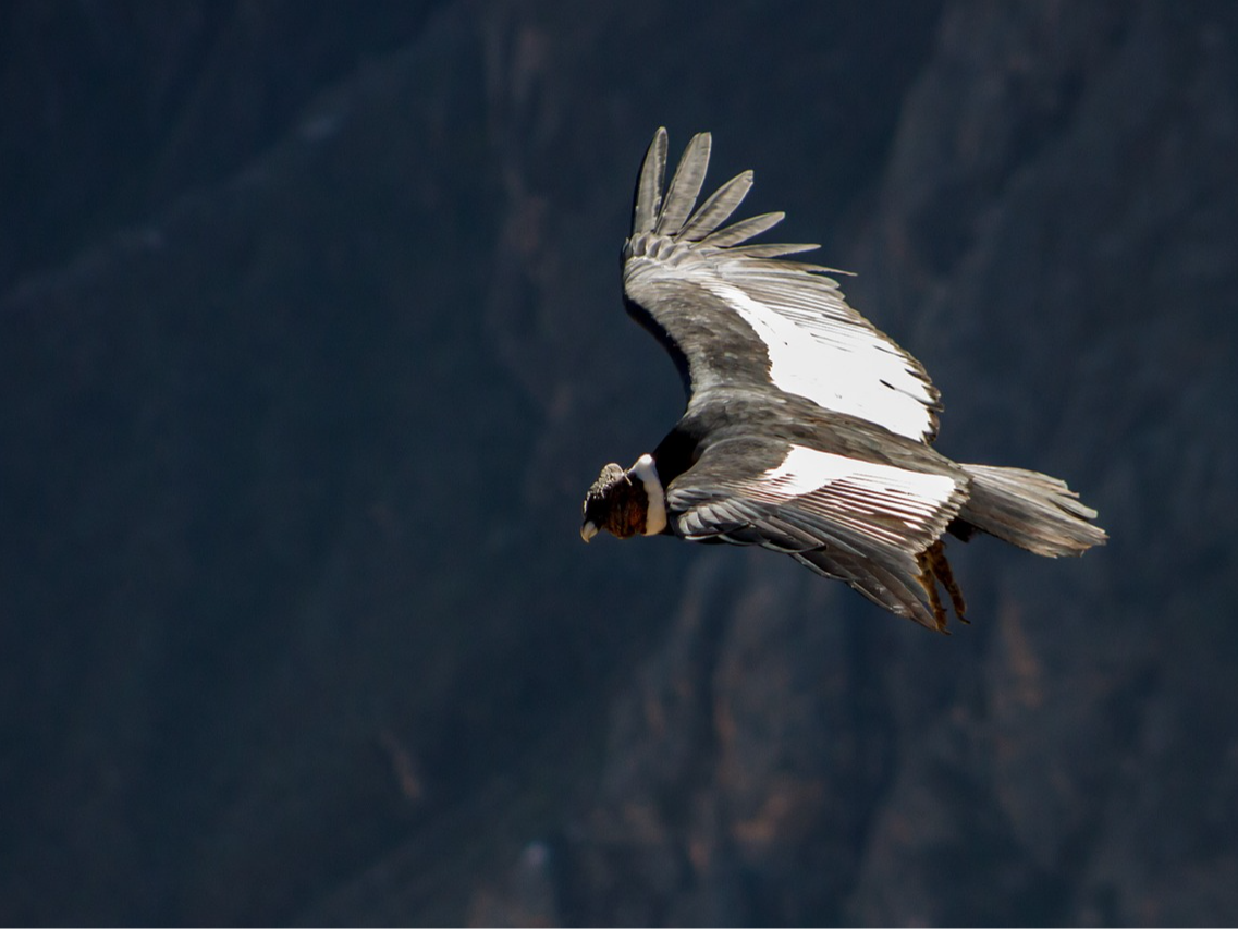 Los animales que marcaron la historia de Colombia: Un viaje a través de la biodiversidad