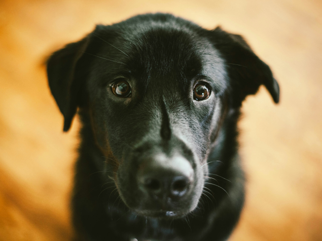 Beneficios de tener un perro negro en casa