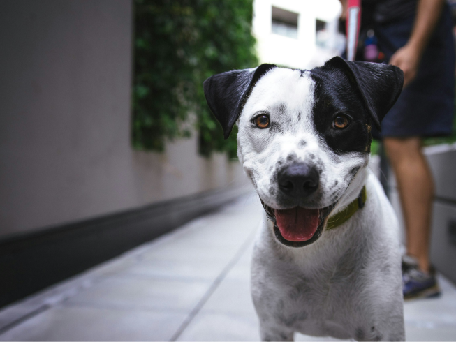 Terapia asistida con animales: bienestar emocional y físico mediante el contacto animal