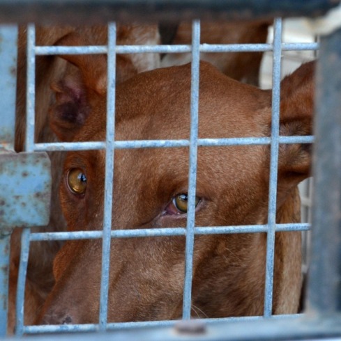 Indignación en Antioquia: arrojan a un perro vivo a una quebrada