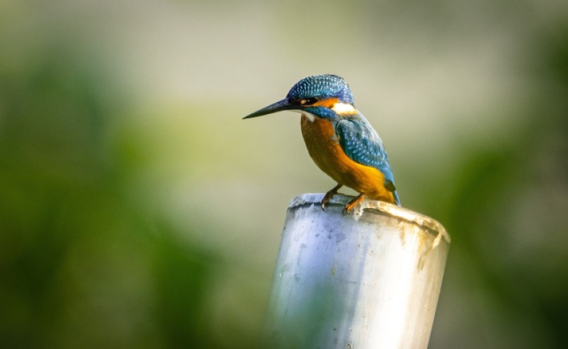 ¿Por qué un pájaro visita mi casa?