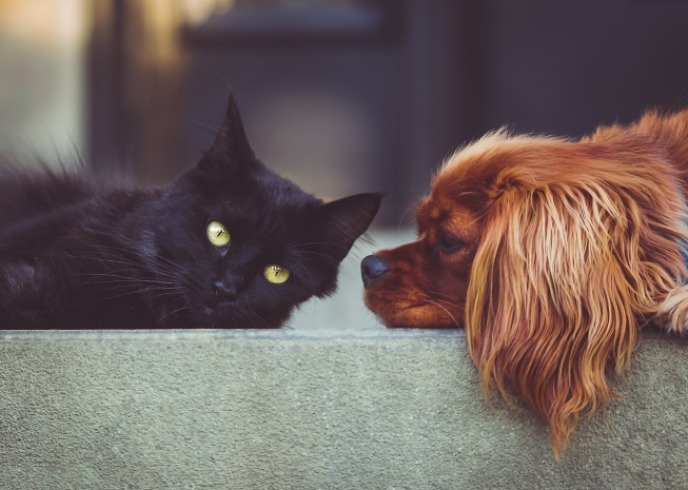 La noble labor de perros y gatos donantes de sangre