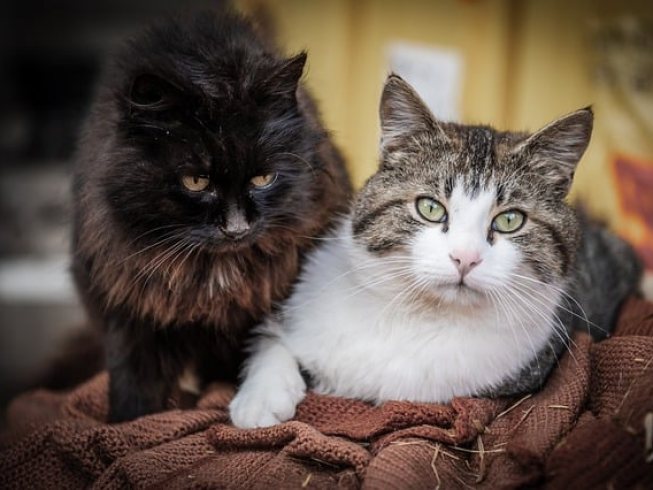 La importancia de tener gatos en casa