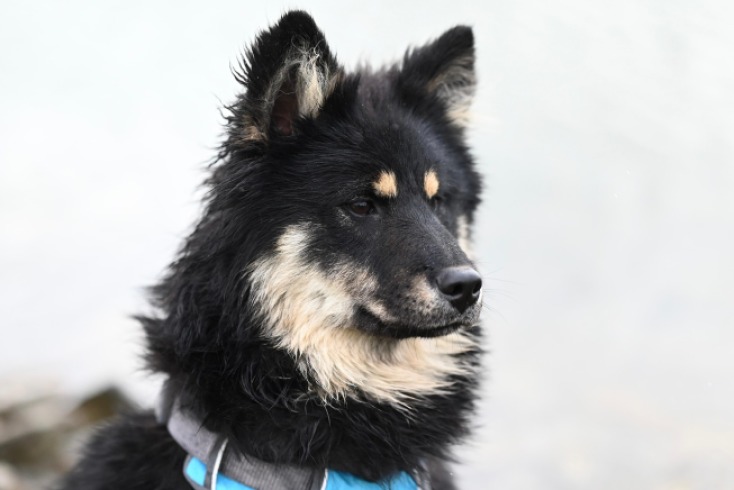 Alerta por Thanos, un perrito robado en Bogotá cuya salud peligra