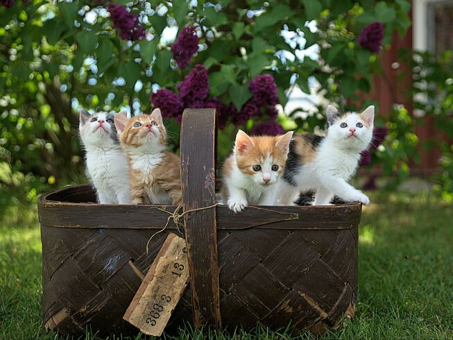 Único programa fomenta adopción de gatos virales