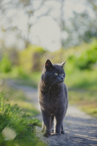 ¿Por qué los gatos madrugan inesperadamente?