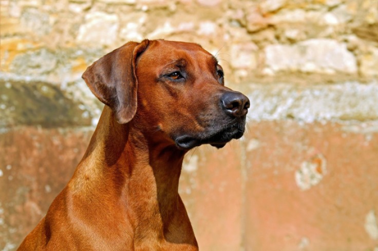 Adopta con amor: la belleza de los animales olvidados