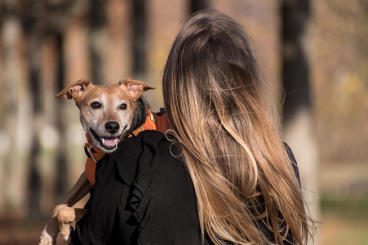 La reacción conmovedora de un perro al notar la ausencia de su humano favorito