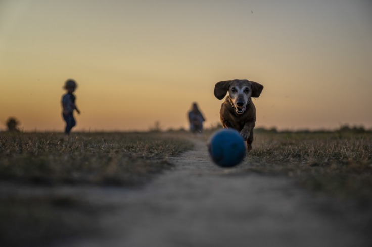 Mujer de Florida arrestada por ataque con gas pimienta a perros en parque