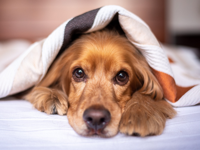 Las razas de perros perfectas para los niños en el hogar