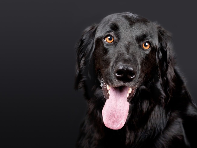 Cuidados para perros de pelaje negro: la guía definitiva