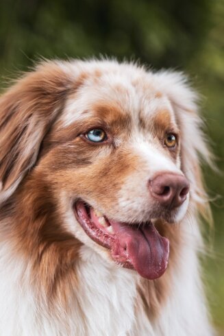 Un nuevo comienzo para Roy: un perro rescatado del maltrato