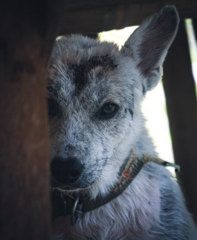 perro rescatado tras ser víctima de mordeduras humanas