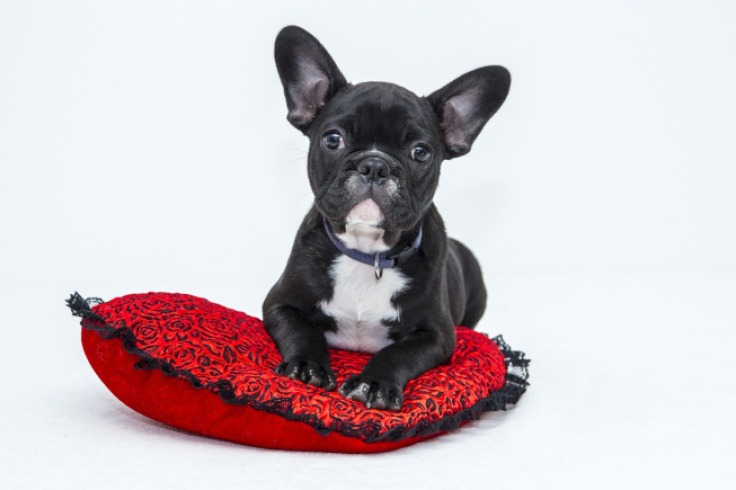 Lilo, el perrito que nadie adopta por su color