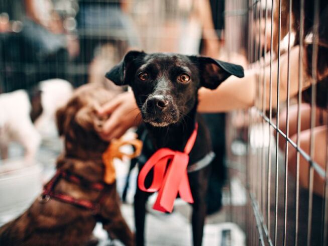 Dónde adoptar un perro en Medellín: La Perla, requisitos y proceso (2026)