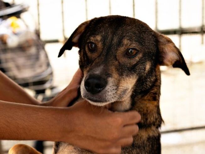 Dónde adoptar un perro en Bogotá: IDPYBA, refugios y requisitos (2026)