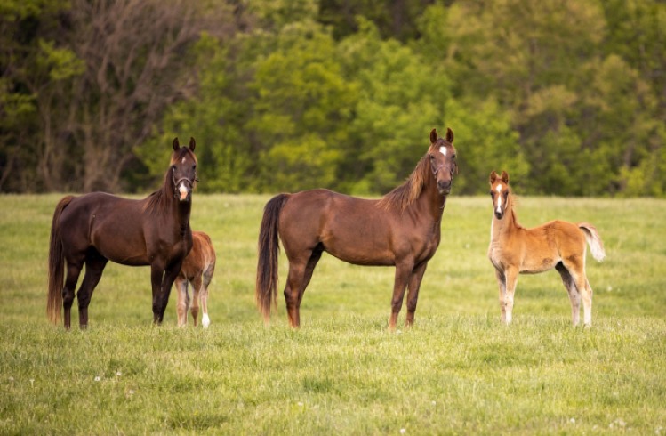 Terapia con caballos: beneficios en rehabilitación